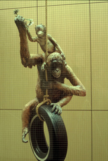 Female Orangutan & Baby